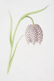Images Dated 20th June 2006: Fritillaria meleagris, Snakes Head Fritillary