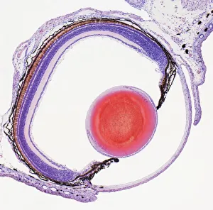 Frog eye, light micrograph Frog eye, light micrograph
