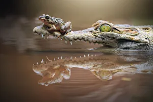 Frog sitting on a crocodile snout, riau islands, indonesia Frog sitting on a crocodile snout, riau islands, indonesia