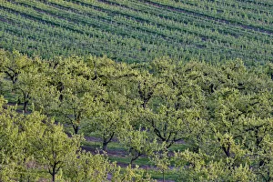 Fruit Orchards near Hood River, Oregon, USA Fruit Orchards near Hood River, Oregon, USA