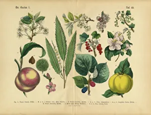 Fruit, Vegetables and Berries of the Garden, Victorian Botanical Illustration Fruit, Vegetables and Berries of the Garden, Victorian Botanical Illustration