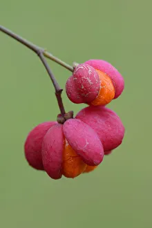 Fruits of European Spindle Tree -Euonymus europaeus- Fruits of European Spindle Tree -Euonymus europaeus-