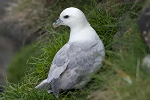 Fulmar -Fulmarus glacialis-, Mykines, Faroe Islands, Denmark Fulmar -Fulmarus glacialis-, Mykines, Faroe Islands, Denmark
