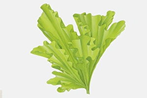 Funnel shaped, curly, bright green leaves of Ulva sp., Sea Lettuce Funnel shaped, curly, bright green leaves of Ulva sp., Sea Lettuce