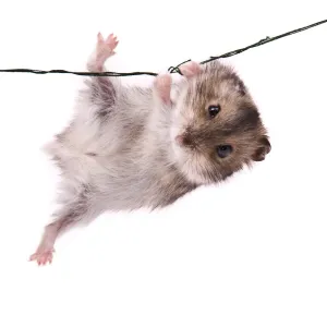 Prints of Little dwarf hamster hanging on for dear life Calomyscidae Prints: Acrobatic Little Hamster Print - Funny Animals