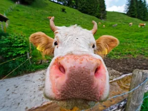 Farm Animal Pictures Prints: Cow muzzle