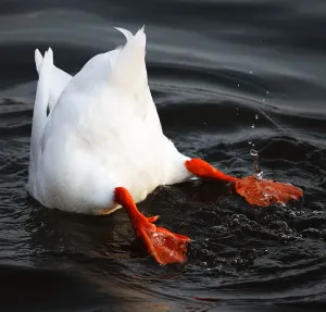 Upside Down Duck Print by Bottom Feeder