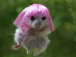 Prints of Hamster with wig Calomyscidae Prints: Funny Hamster with Wig Print - Fine Art Storehouse