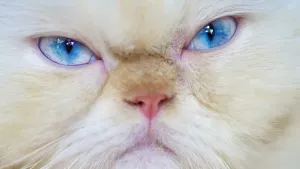 Fine Art Print of Grumpy Cream Point Himalayan Cat