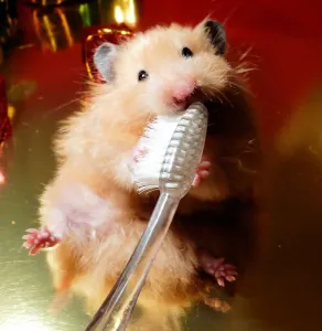 Prints of Female Syrian hamster brushing her teeth with toothbrush Calomyscidae Prints: Female Syrian Hamster Brushing Teeth Print