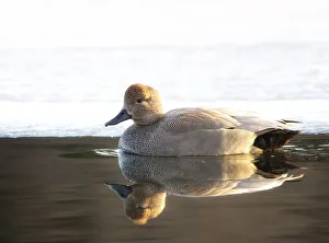 Gadwall Drake (Anas strepera) Against Ice at Brightwaters Gadwall Drake (Anas strepera) Against Ice at Brightwaters