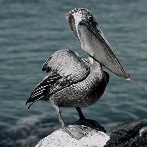 Galapagos Brown Pelican Galapagos Brown Pelican