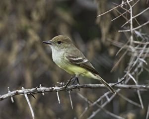 Galapagos Flycatcher or Large-billed Flycatcher -Myiarchus magnirostris-, Isla Isabella Galapagos Flycatcher or Large-billed Flycatcher -Myiarchus magnirostris-, Isla Isabella