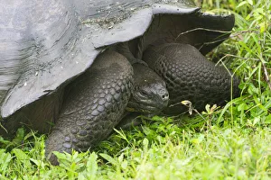 Galapagos Giant Tortoise -Chelonoidis nigra-, Santa Cruz Island, Galapagos Islands Galapagos Giant Tortoise -Chelonoidis nigra-, Santa Cruz Island, Galapagos Islands