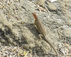 Galapagos Lava Lizard -Microlophus albemarlensis-, Floreana, Galapagos Islands, Ecuador Galapagos Lava Lizard -Microlophus albemarlensis-, Floreana, Galapagos Islands, Ecuador