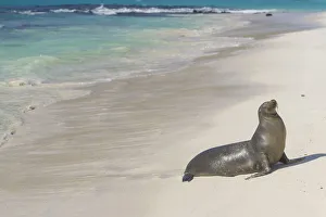 Galapagos Sea Lion -Zalophus wollebaeki- on the beach, San Cristobal Island, Galapagos Islands, Ecuador Galapagos Sea Lion -Zalophus wollebaeki- on the beach, San Cristobal Island, Galapagos Islands, Ecuador
