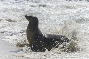 Galapagos Sea Lion -Zalophus wollebaeki- in the surf, San Cristobal Island, Galapagos Islands, Ecuador Galapagos Sea Lion -Zalophus wollebaeki- in the surf, San Cristobal Island, Galapagos Islands, Ecuador