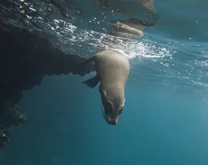 Galapagos Sea Lion -Zalophus wollebaeki- under water, Espanola Island, Galapagos Islands, Ecuador Galapagos Sea Lion -Zalophus wollebaeki- under water, Espanola Island, Galapagos Islands, Ecuador