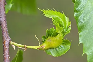 Gall of the Oriental Chestnut Gall Wasp or Asian Chestnust Gall Wasp -Dryocosmus Gall of the Oriental Chestnut Gall Wasp or Asian Chestnust Gall Wasp -Dryocosmus