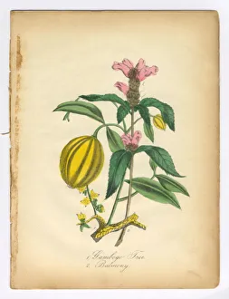 Gamboge Tree and Balmony, Turtlebloom, Victorian Botanical Illustration Gamboge Tree and Balmony, Turtlebloom, Victorian Botanical Illustration