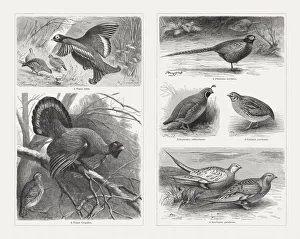 Game birds, wood engravings, published in 1897 Game birds, wood engravings, published in 1897