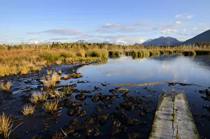 Gangplank on a marshland pond, bog in the prealpine lands, near Raubling, Bavaria Gangplank on a marshland pond, bog in the prealpine lands, near Raubling, Bavaria