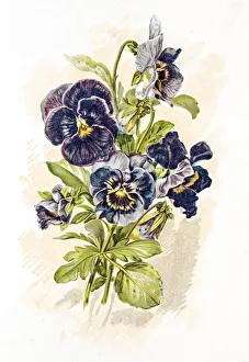 Garden pansy flower 19 century illustration Garden pansy flower 19 century illustration