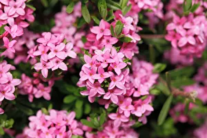 Garland flower or Rose Daphne -Daphne cneorum-, Styria, Austria, Europe Garland flower or Rose Daphne -Daphne cneorum-, Styria, Austria, Europe