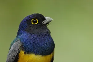 Gartered Trogon (Trogon caligatus) headshot Gartered Trogon (Trogon caligatus) headshot