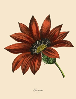 Gazania Plants, Victorian Botanical Illustration Gazania Plants, Victorian Botanical Illustration