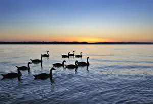 Geese in the sunset on Starnberger See or Lake Starnberg in Ambach, Muensing, Upper Bavaria, Bavaria, Germany, Europe Geese in the sunset on Starnberger See or Lake Starnberg in Ambach, Muensing, Upper Bavaria, Bavaria, Germany, Europe