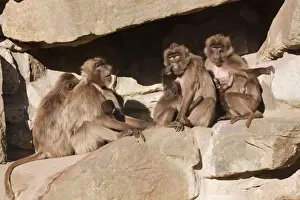 Gelada Baboon Print with Young