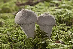 Gem-studded Puffball or the Devils Snuff-box -Lycoperdon perlatum-, Untergroningen Gem-studded Puffball or the Devils Snuff-box -Lycoperdon perlatum-, Untergroningen