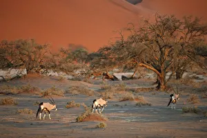 Gemsbok (Oryx gazella) Herd Walking on Desert Plain Gemsbok (Oryx gazella) Herd Walking on Desert Plain