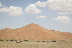 Gemsbok, Oryx gazella, in front of scenic landscape, Namib-Naukluft National Park, Hardap Region, Namibia Gemsbok, Oryx gazella, in front of scenic landscape, Namib-Naukluft National Park, Hardap Region, Namibia