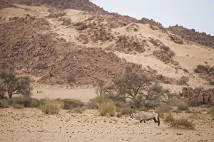 Gemsbok oryx, Oryx gazella, in scenic landscape, Namib-Naukluft Mountain Zebra National Park, Hardap Region, Namibia Gemsbok oryx, Oryx gazella, in scenic landscape, Namib-Naukluft Mountain Zebra National Park, Hardap Region, Namibia