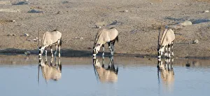Gemsboks -Oryx gazella- drinking at the Chudop waterhole, Etosha National Park, Namibia Gemsboks -Oryx gazella- drinking at the Chudop waterhole, Etosha National Park, Namibia