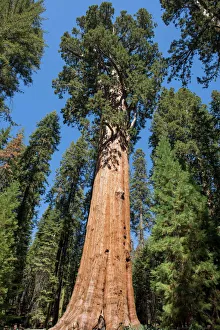 General Sherman Tree dominating the Giant Forest in Sequoia National Park, California General Sherman Tree dominating the Giant Forest in Sequoia National Park, California