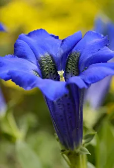 Gentian -Gentiana clusii-, calyx with ovary and pollen Gentian -Gentiana clusii-, calyx with ovary and pollen