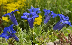 Gentian -Gentiana clusii- in a rock garden Gentian -Gentiana clusii- in a rock garden