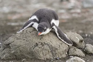 Gentoo Penguin -Pygoscelis papua- chick in downy feathers, asleep, cooling off, Barrientos Island, Aitcho Islands, Sudliche Shetlandinseln, Antarctica Gentoo Penguin -Pygoscelis papua- chick in downy feathers, asleep, cooling off, Barrientos Island, Aitcho Islands, Sudliche Shetlandinseln, Antarctica