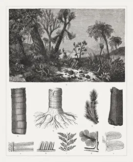 Science art/paleontology art illustrations/geologic period carboniferous wood engravings Science art/paleontology art illustrations/geologic period carboniferous wood engravings