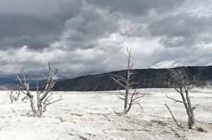Geomorphology, limestone sinter terraces, dead trees, Canary Spring, Main Terrace Geomorphology, limestone sinter terraces, dead trees, Canary Spring, Main Terrace