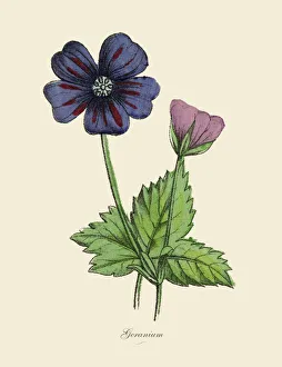 Geranium Plants, Victorian Botanical Illustration Geranium Plants, Victorian Botanical Illustration