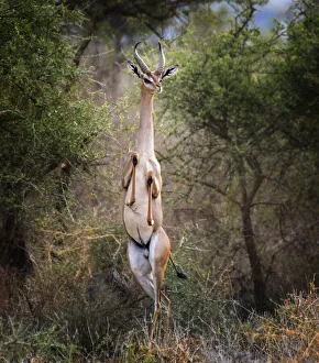 Gerenuk Standing Tall in Funny Pose at Amboseli, Kenya Gerenuk Standing Tall in Funny Pose at Amboseli, Kenya