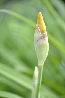German Iris -Iris germanica-, Stuttgart, Baden-Wuerttemberg, Germany, Europe German Iris -Iris germanica-, Stuttgart, Baden-Wuerttemberg, Germany, Europe