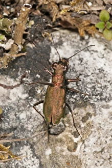 German Tiger Beetle -Cicindela germanica- smallest tiger beetle of Central Europe, very rare, Baden-Wurttemberg German Tiger Beetle -Cicindela germanica- smallest tiger beetle of Central Europe, very rare, Baden-Wurttemberg