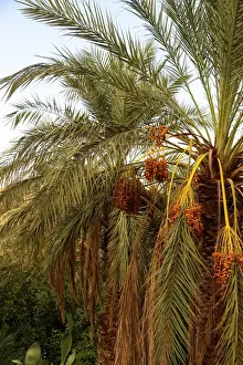 North Africa Landscapes Prints: GhardaAOa