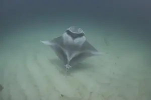 Ningaloo Reef Australia Prints: Ghost manta