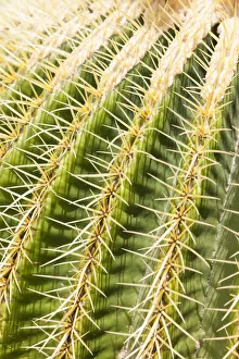 Giant Barrel Cactus -Echinocactus platyacanthus-, native to Mexico Giant Barrel Cactus -Echinocactus platyacanthus-, native to Mexico